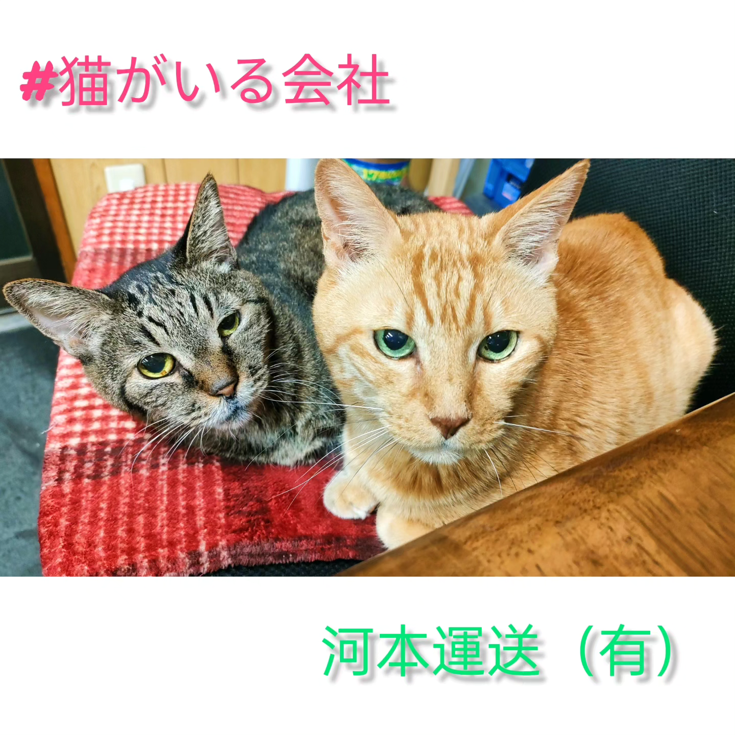 河本運送は猫のいる会社。猫好きさんも募集中？！